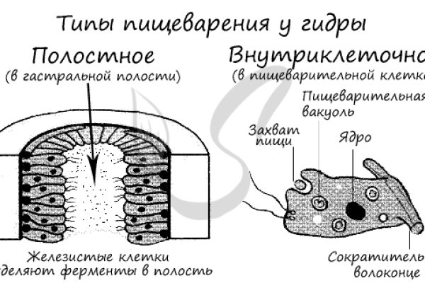 Как зайти на кракен через тор